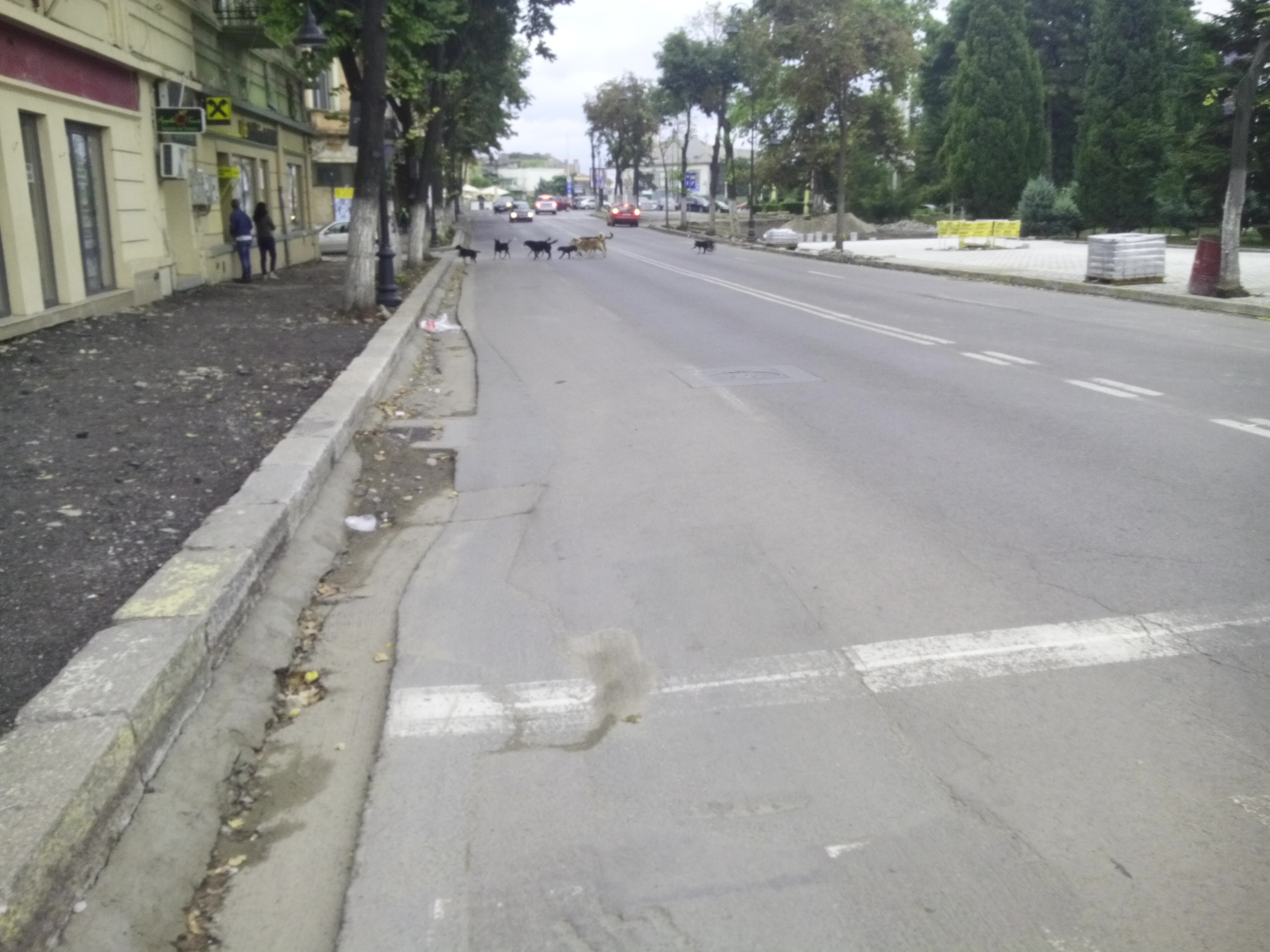 FOTO – Maidanezii, veșnica problemă a Constanței