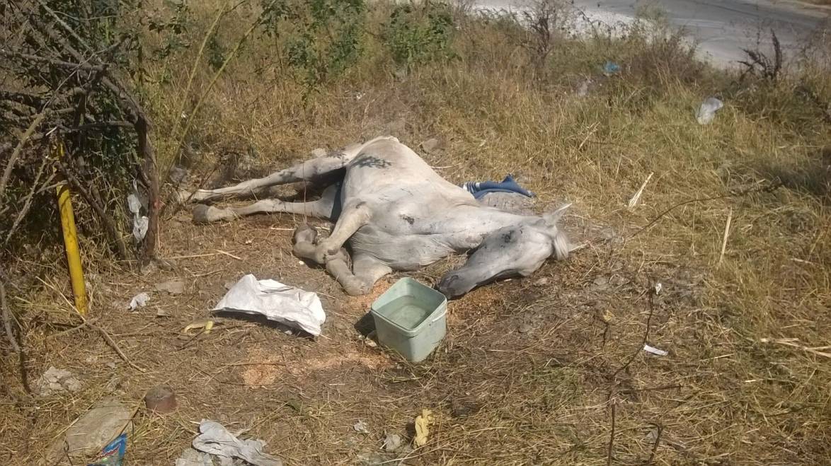 Video – CONSTANȚA: Cal abandonat de oameni fără suflet, salvat de la moarte de adevărați OAMENI
