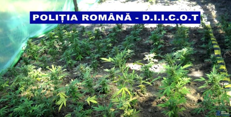 VIDEO: Cultură de cannabis, descoperită la Tecuci