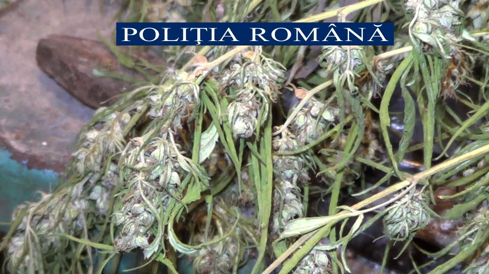 VIDEO – GALAȚI: Se dorește arestarea preventivă a unui bărbat care deținea o cultură outdoor de canabis