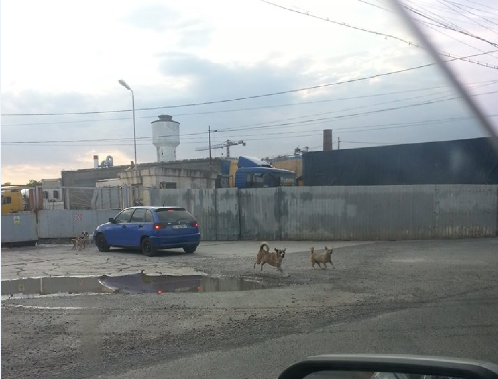 TULCEA: Câinii comunitari. O problemă care pare că nu se rezolvă niciodată