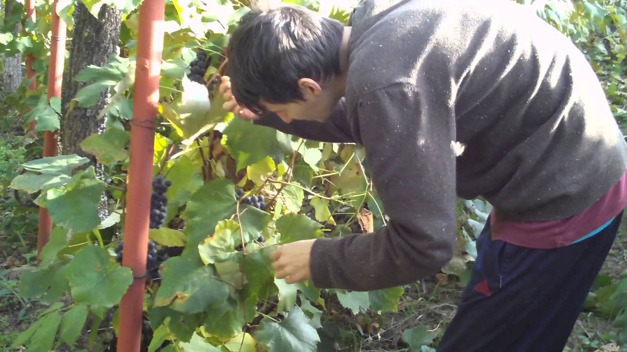 Dobrogenii pot munci ca „zilieri” pentru un gest nobil. Banii strânși sunt donați școlii din Aliman