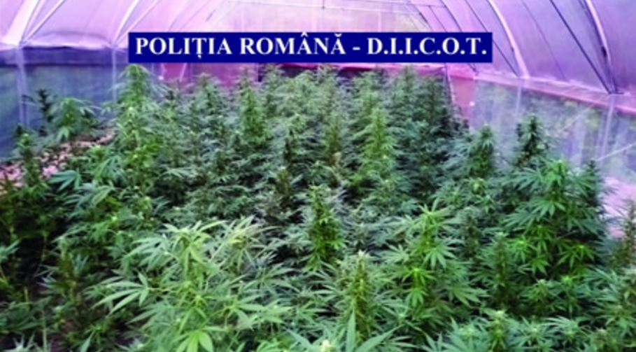 Un bărbat care deținea o cultură de canabis a fost reținut de procurorii DIICOT