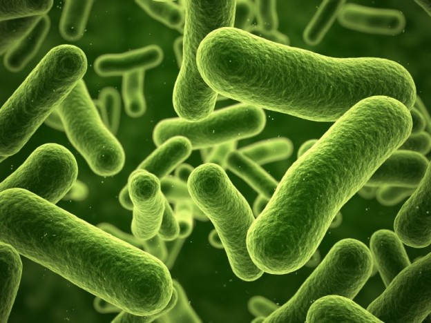 E-coli în restaurant!