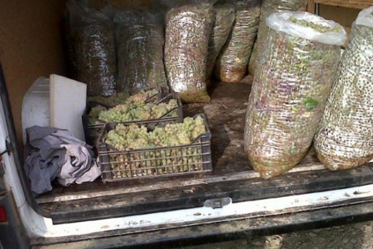 TULCEA: Fructe confiscate de polițiști
