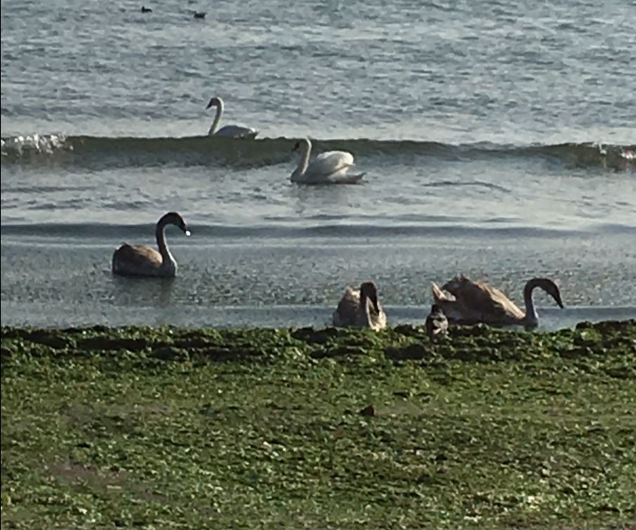 MAMAIA/FOTO: Lebede și alge la malul mării
