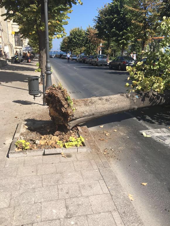 CONSTANȚA: Un tei a vrut să joace atinsea cu mașinile