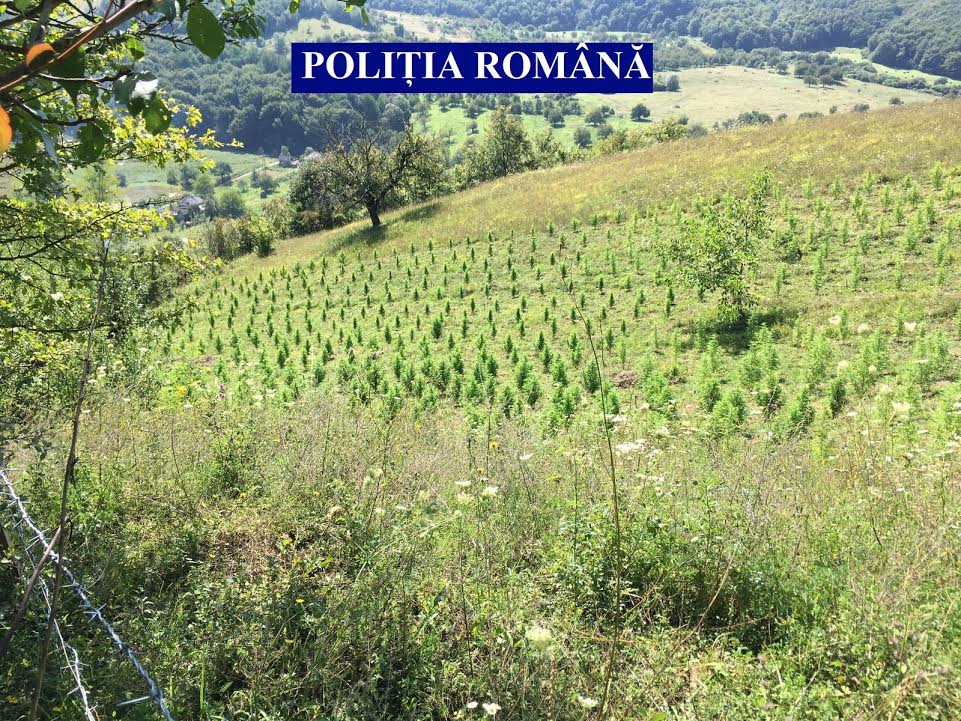 FOTO – Altfel de „culturi” de toamnă: Cannabis plantat pe o suprafață de 600 mp