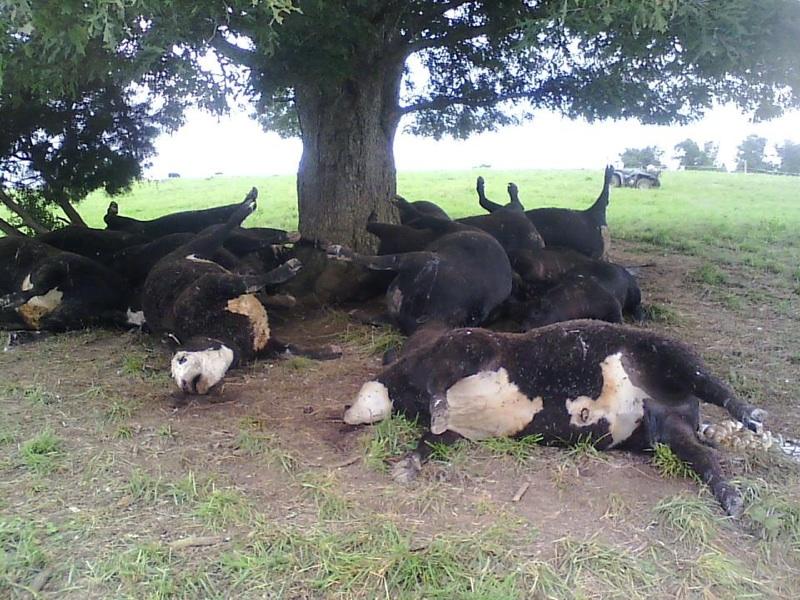 Ministrul Agriculturii – România se confruntă cu două amenințări foarte grave