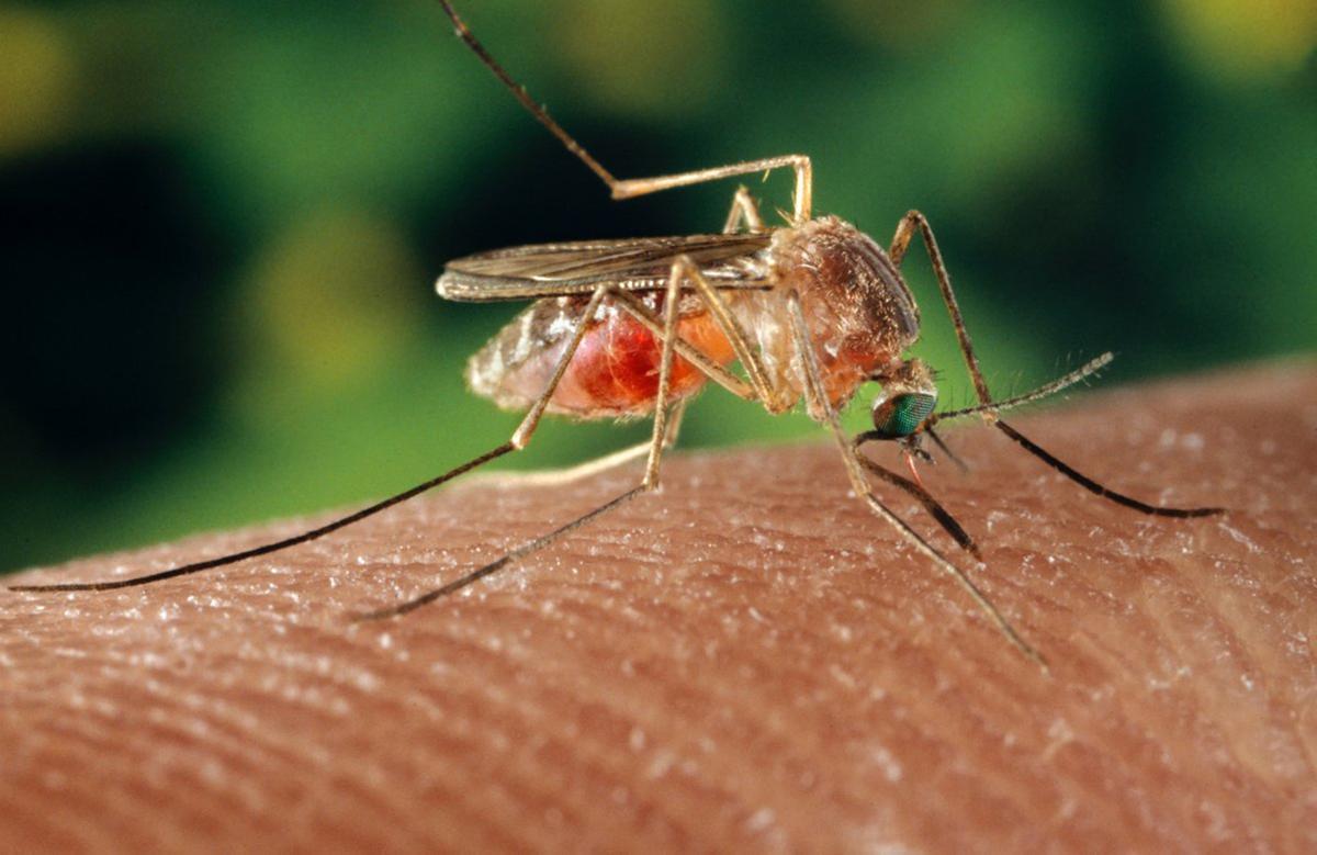 Primul deces cauzat de infecţia cu virusul West-Nile
