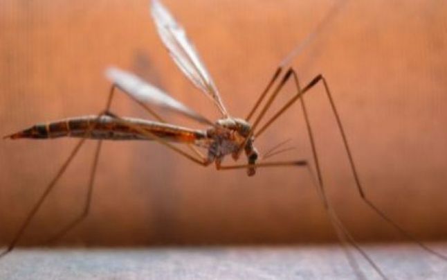 Audio – OFICIAL: Virusul West Nile, confirmat la un copil de 15 ani din MANGALIA