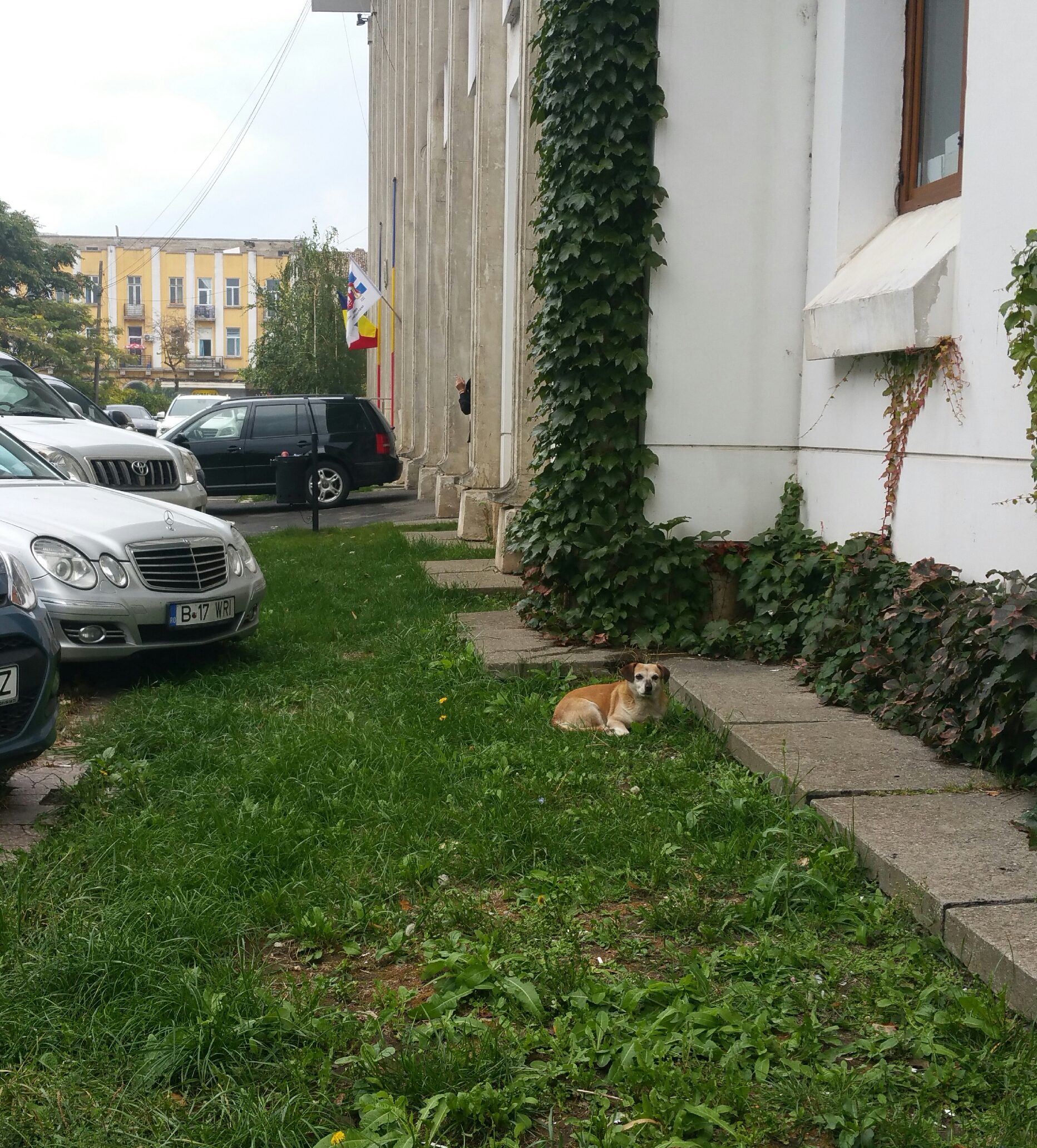 CONSTANȚA: Primăria reînființează Serviciul de ecarisaj