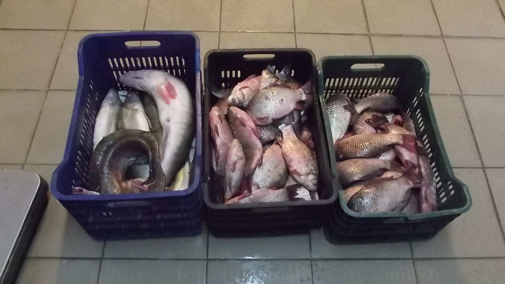 Pește confiscat de jandarmi la MANGALIA
