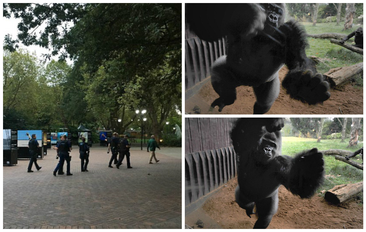 LONDRA: Gorilă evadată dintr-o grădină zoologică
