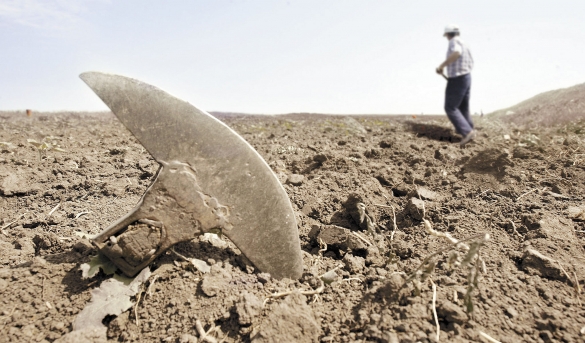TULCEA: Culturile agricole au fost calamitate, iar pagubele se ridică la 2 milioane de lei