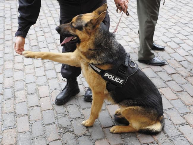 CONSTANȚA: Se reia licitația pentru vânzarea câinilor polițiști