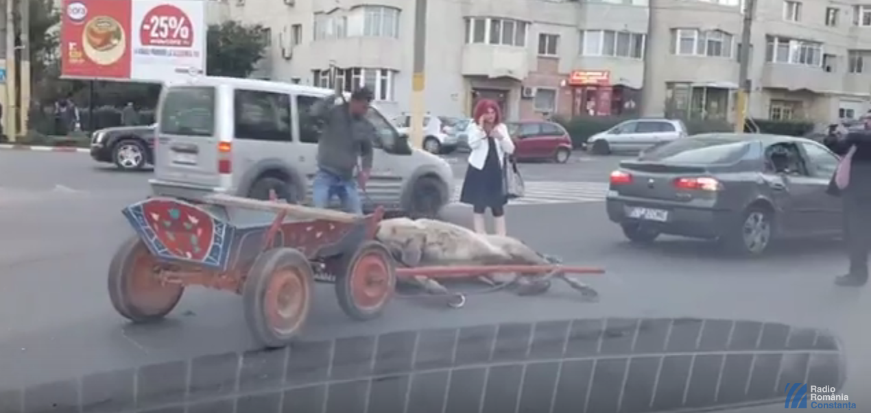CONSTANȚA/VIDEO: Cal BĂTUT de proprietar după un accident rutier
