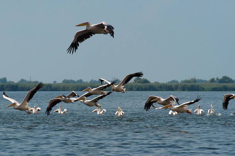 IPOTEZE: Aglomerarea de păsări din Delta Dunării anunță o iarnă lungă