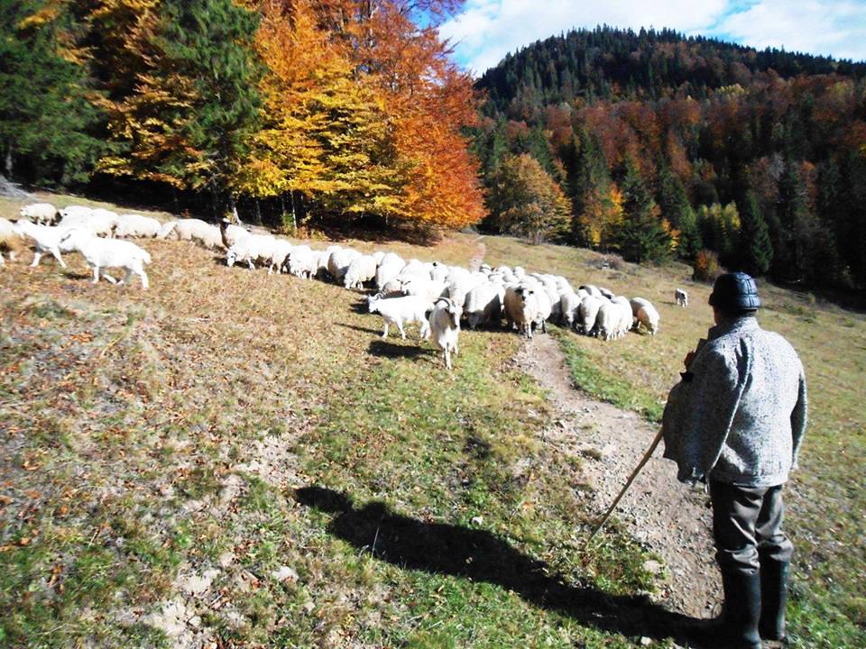 Sfântul Dumitru – DATINI și SUPERSTIȚII