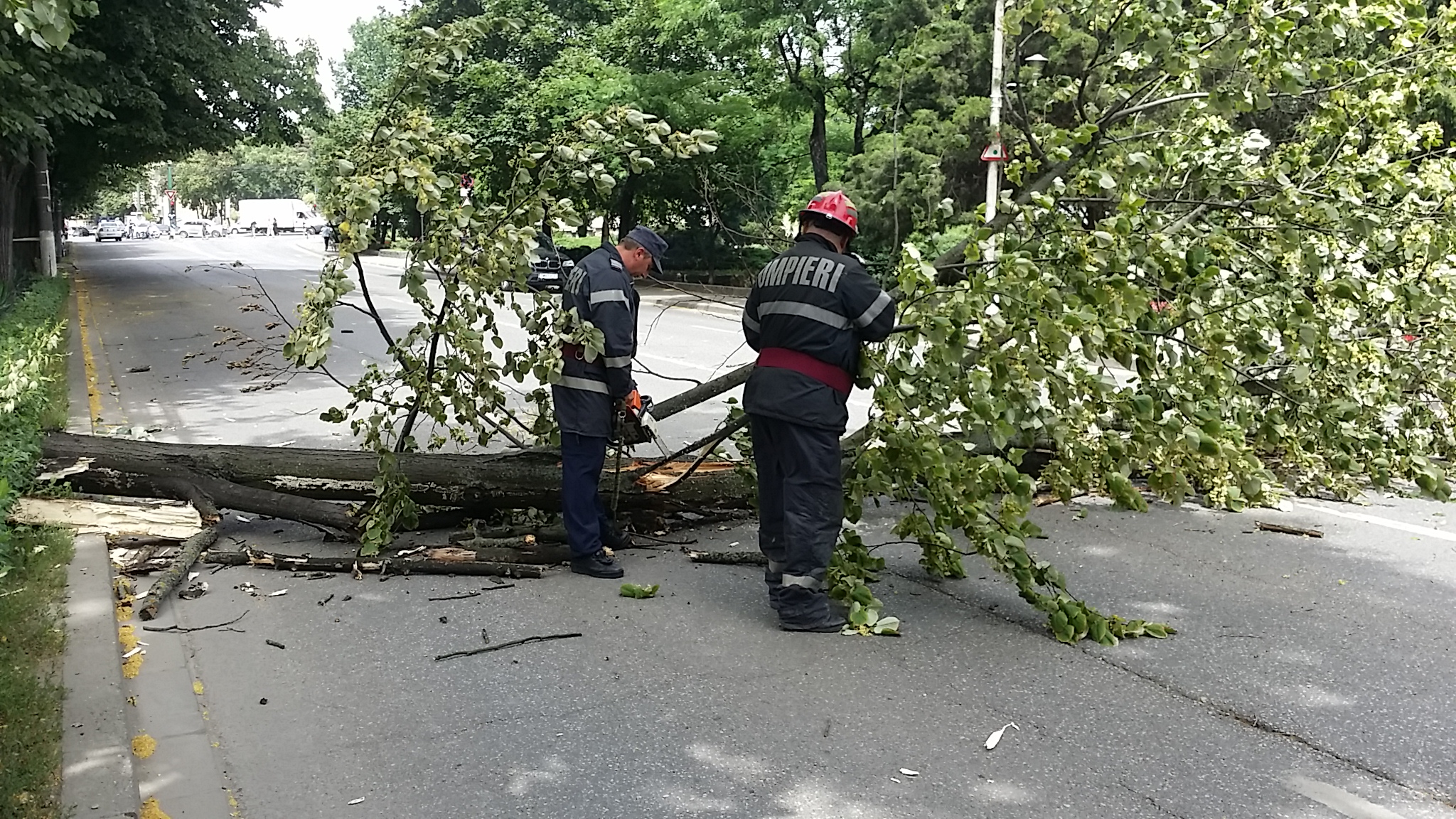 Cod Galben de vânt. Copaci căzuți pe carosabil la Cernavodă și Mangalia