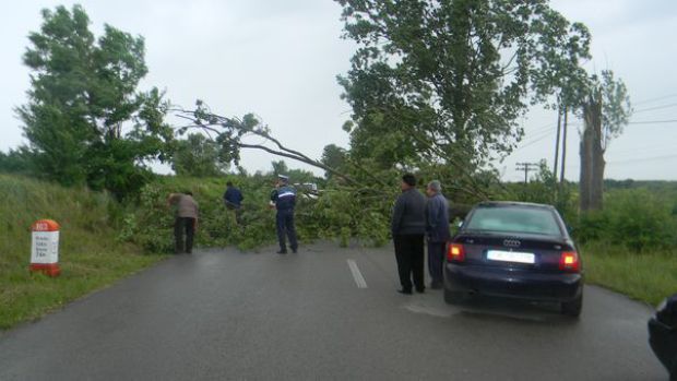 BRĂILA: Trafic îngreunat pe DN2B din cauza unui copac căzut pe șosea