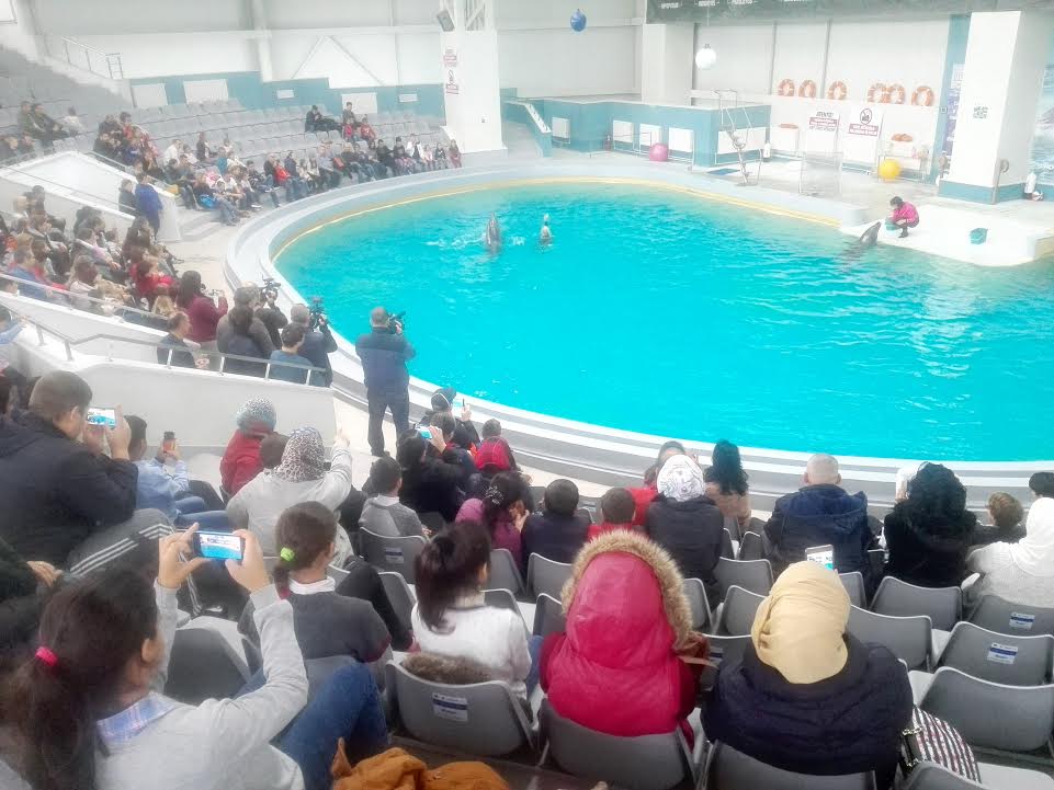 Zeci de refugiații au vizitat, duminică, Delfinariul din Constanța