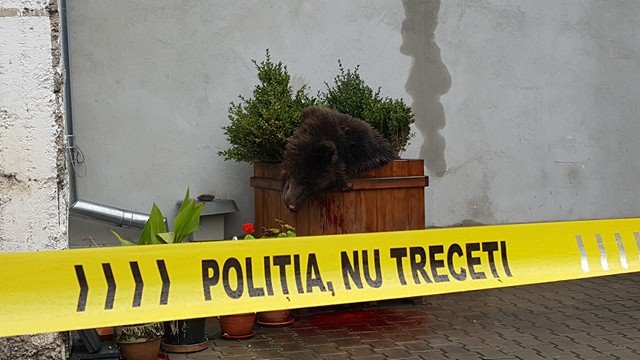 Potrivit STS, există o problemă: ANIMAL omorât DEGEABA