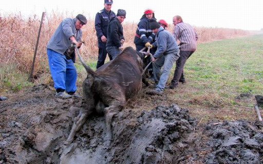 UPDATE – TULCEA. Pompierii intervin pentru salvarea unei bovine