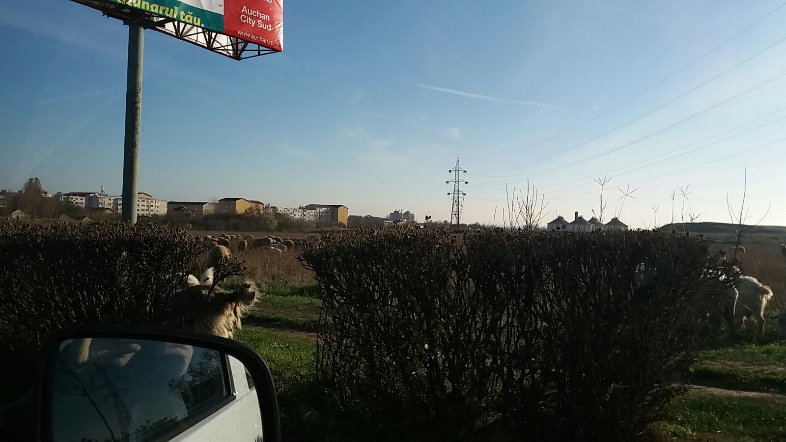 VIDEO – Transhumanța la CONSTANȚA: O turmă de miei, pe lângă șoseaua Mangaliei