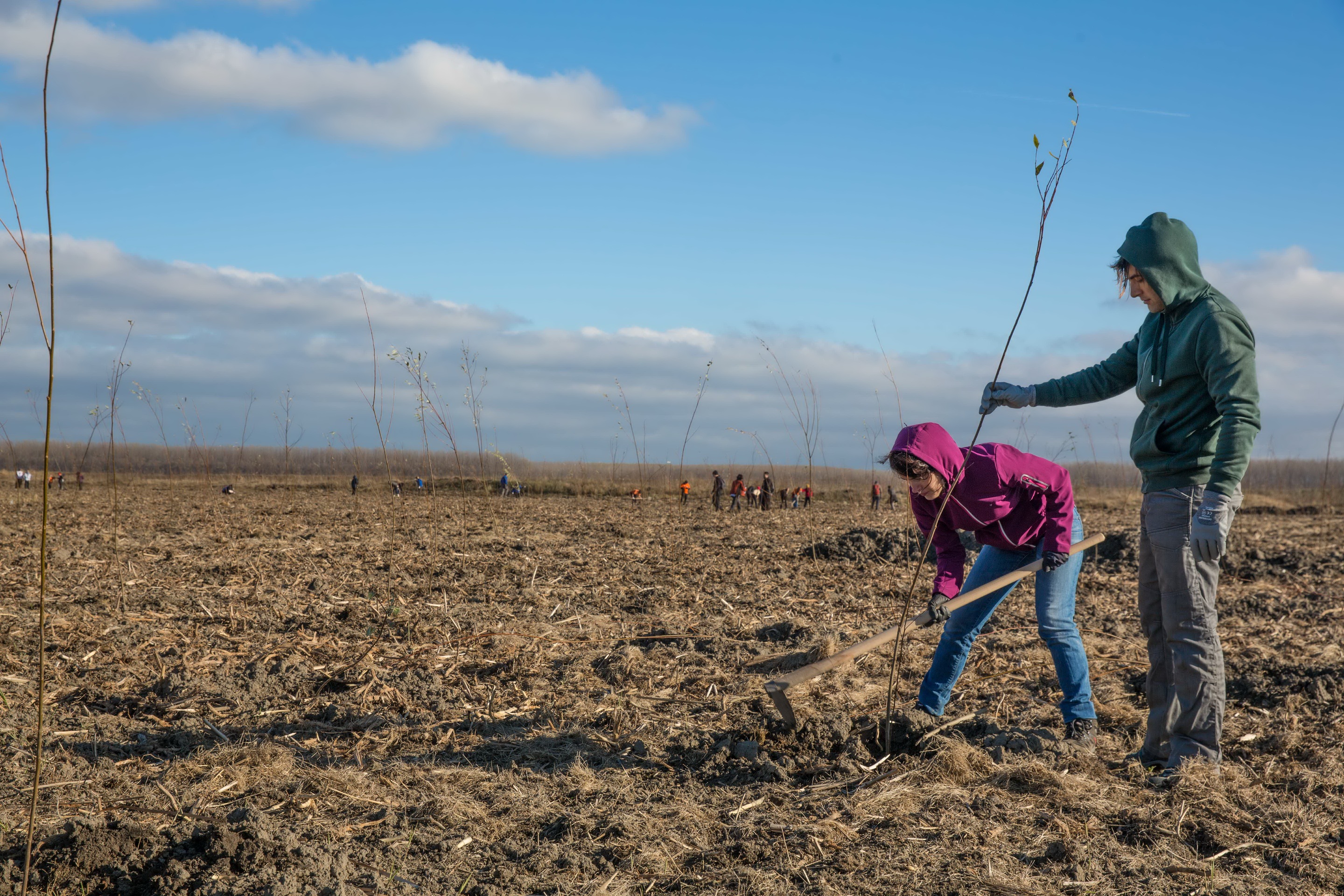FOTO – Peste 10.000 de puieți, plantați la Peștera