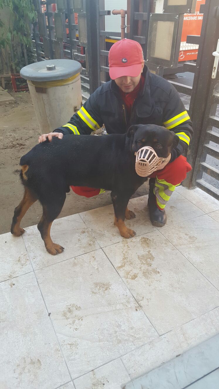 Câine salvat de pompierii constănțeni