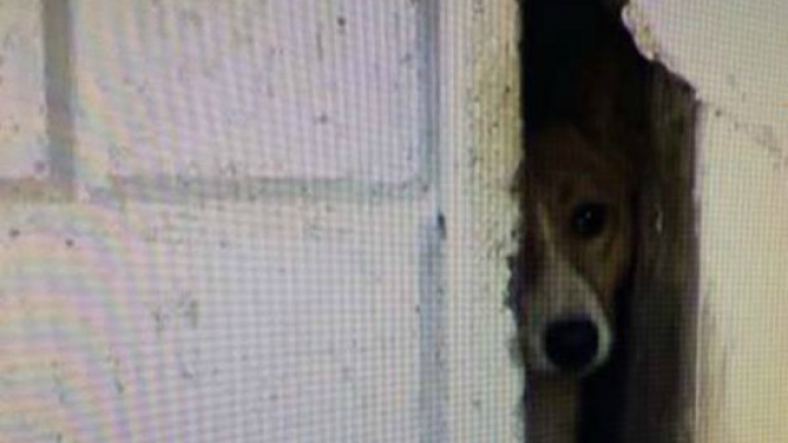 Anul 2016: 17 constănțeni au dosare PENALE pentru chinuirea animalelor!