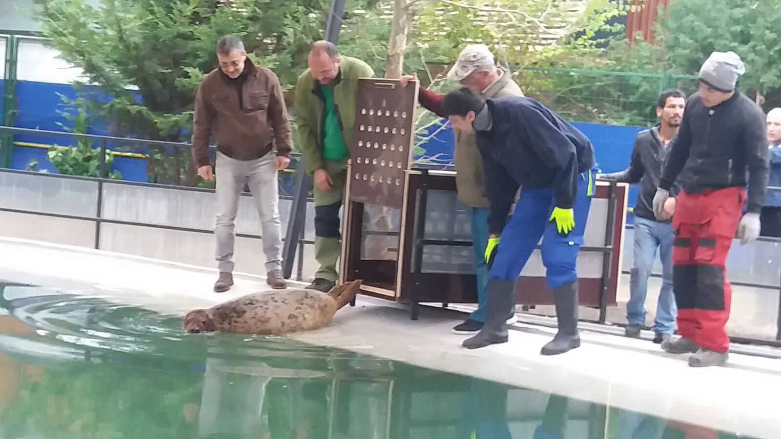 VIDEO/FOTO – CONSTANȚA: Cele două foci de mare au ajuns la Delfinariu