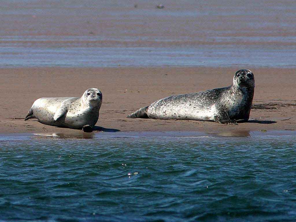 AUDIO – Două foci de mare vor locui la Delfinariul din CONSTANȚA