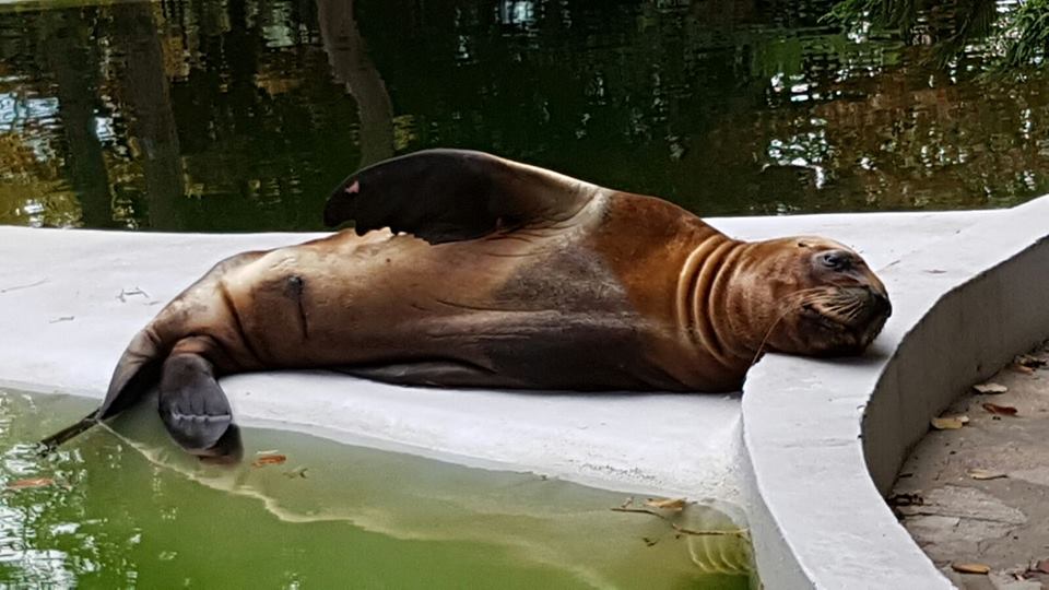 VIDEO – Delfinariul din CONSTANȚA: Ne luâm la revedere de la Johnny, leul de mare