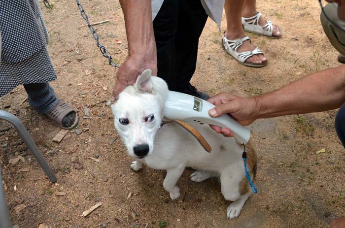 Câinii cu stăpân din DELTA DUNĂRII, vaccinați împotriva rabiei