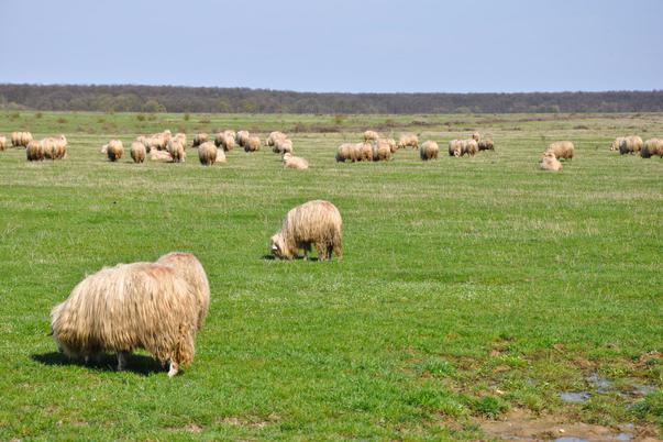 CONSTANȚA: Scandalul dintre crescătorii de animale și fermieri, departe de a se termina