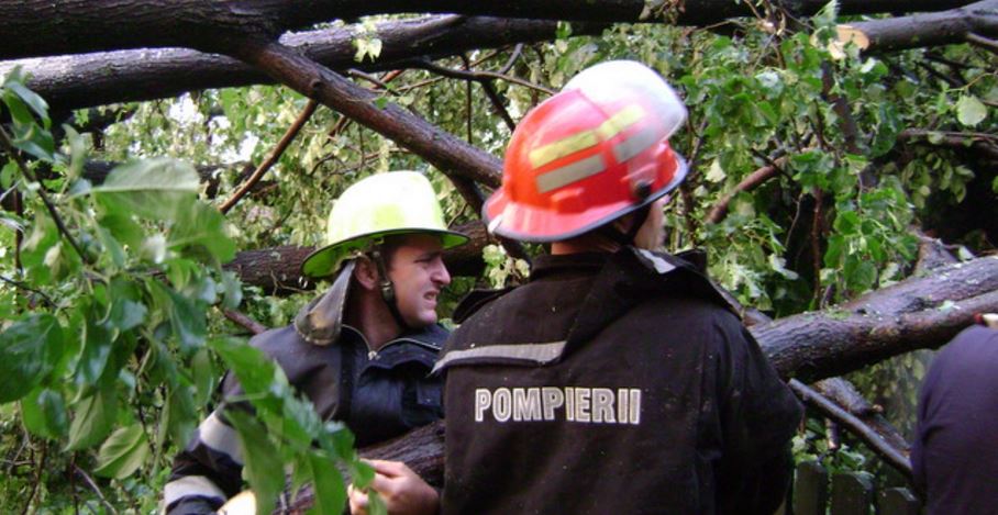 Județul CONSTANȚA: Copaci și stâlpi de electricitate căzuți din cauza vântului puternic