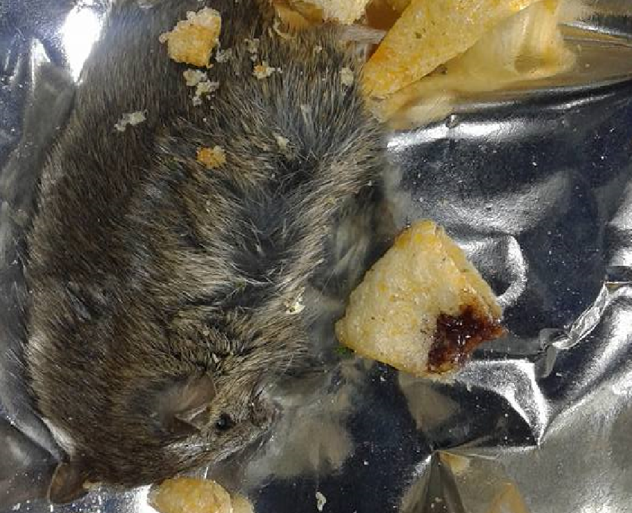 FOTO: Farsă sau atentat la sănătatea publică? O femeie susține că a găsit un ȘOARECE într-o pungă de chipsuri!