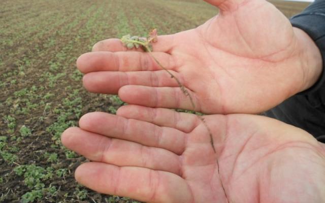 CONSTANȚA: Substanţe falsificate folosite la tratarea culturilor care distrug munca agricultorilor