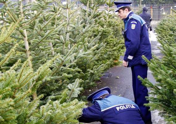 TULCEA: Zeci de brazi de Crăciun au fost confiscați de polițiști