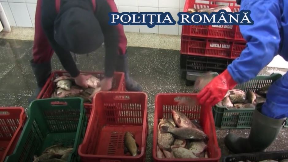 VIDEO – România: 27 de tone de pește confiscate în 2016