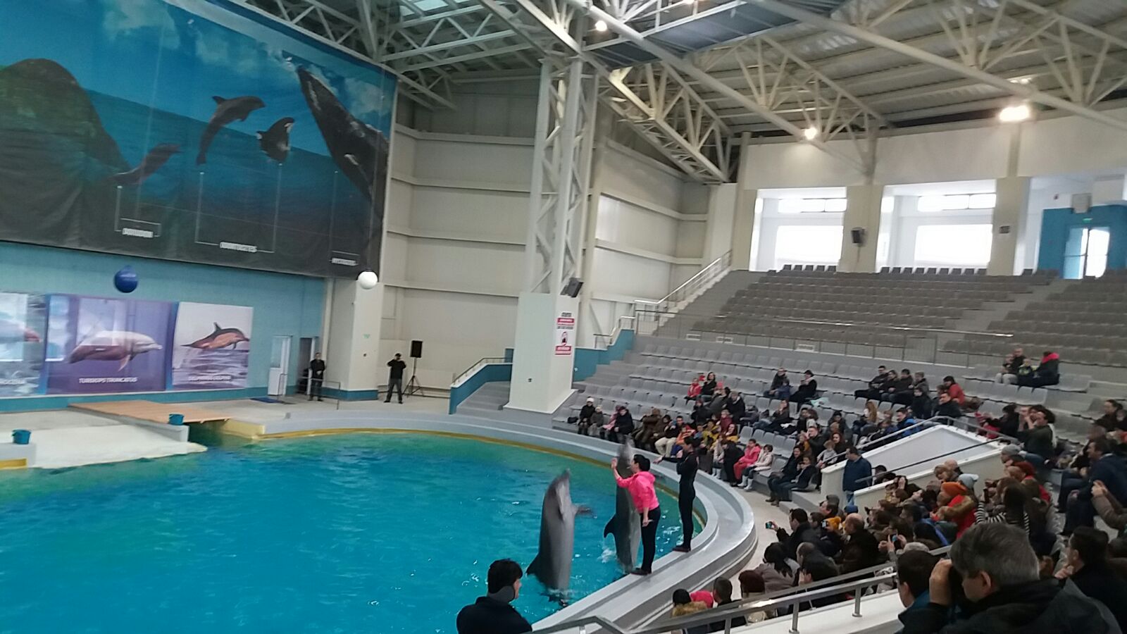 VIDEO/FOTO – Spectacolele de la DELFINARIU, preferate de unii constănțeni în locul paradei militare