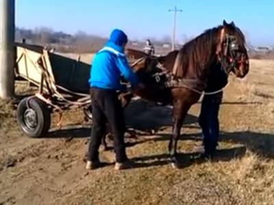 VIDEO/Oribil: Cal bătut cu bestialitate de patru indivizi