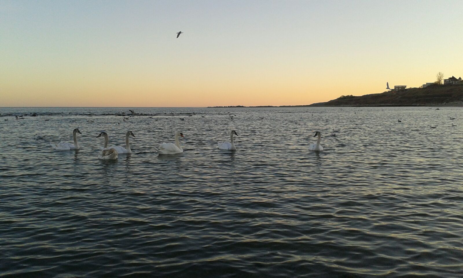 FOTO – EFORIE: Golful Turcului a rămas locul preferat al lebedelor