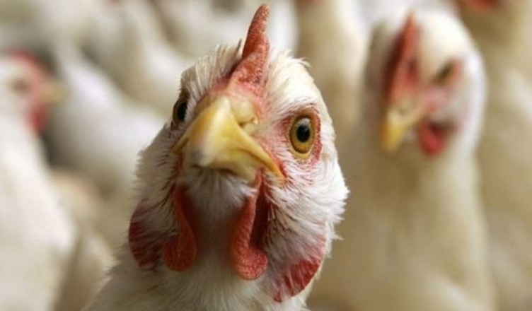 Importurile de CARNE DE PASĂRE din Ucraina, INTERZISE din cauza GRIPEI AVIARE