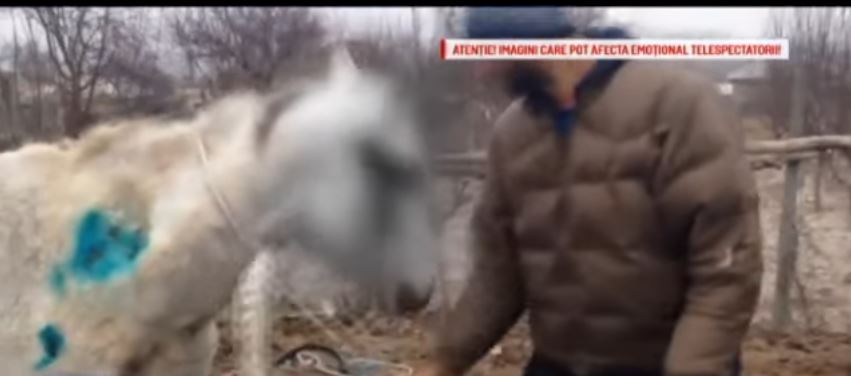 FOTO/VIDEO/AUDIO – Incident VIOLENT în județul TULCEA. Iapă gestantă călcată cu mașina și lovită cu o secure