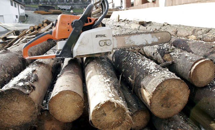 VIDEO Amenzi de peste 25 de milioane de lei aplicate pentru tăierile ilegale de copaci