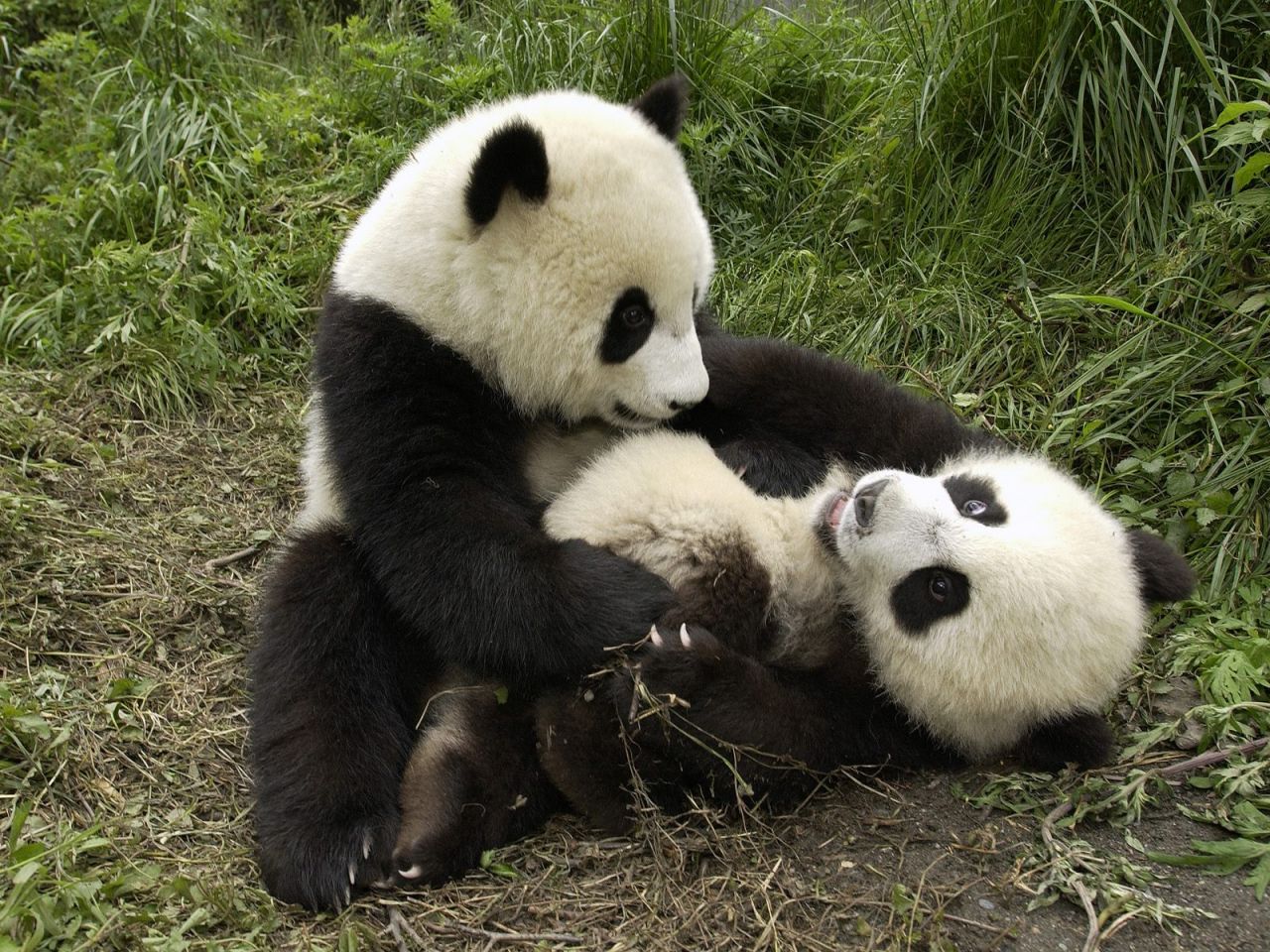 Urşi PANDA, în Europa