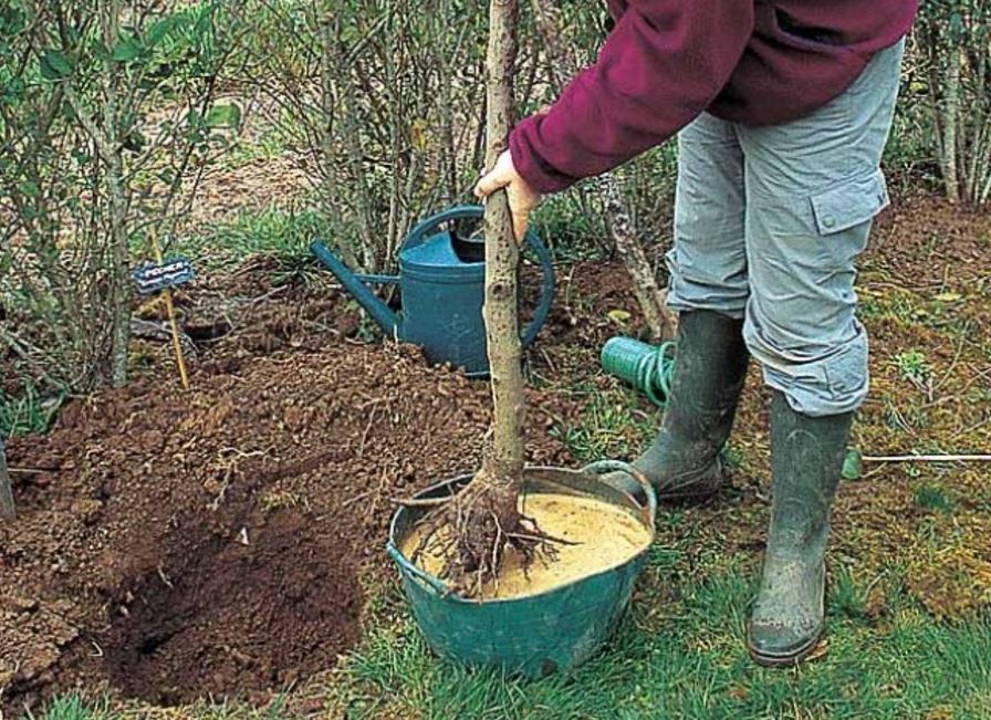Garda de Mediu va planta 100 de copaci în fiecare județ pentru a marca Centenarul